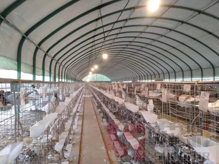 蘇彩防腐鋼塑瓦在畜牧養(yǎng)殖場中的應(yīng)用